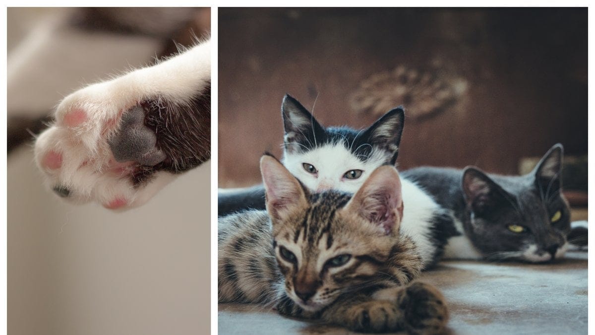 Kattägaren hade 16 katter – trots ett djurförbud som trätt i kraft två veckor tidigare.