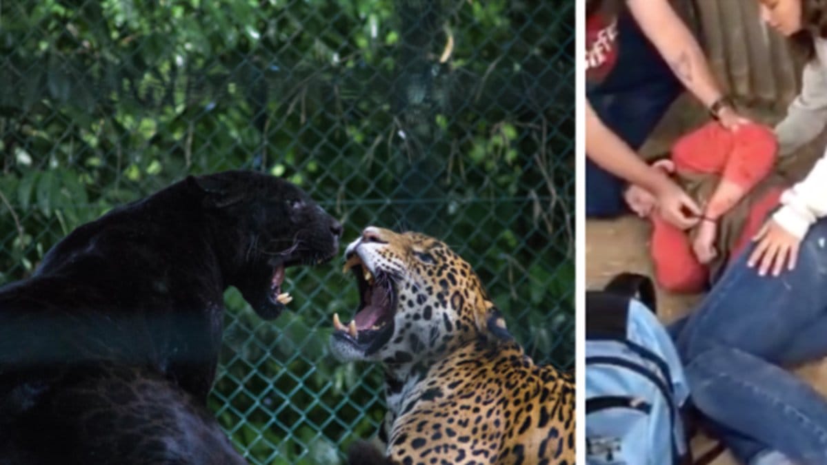 Jaguar, zoo, kvinna. 