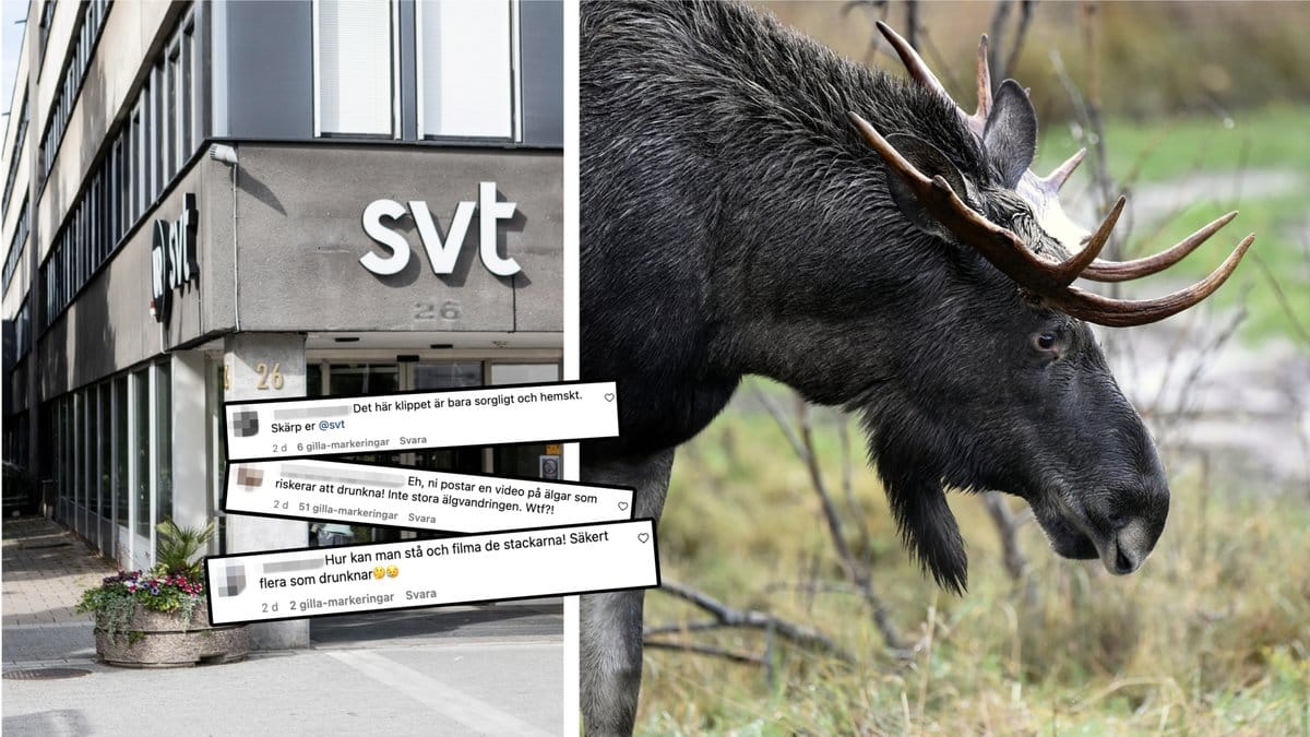 Den stora älgvandringen har börjat sändas i SVT.