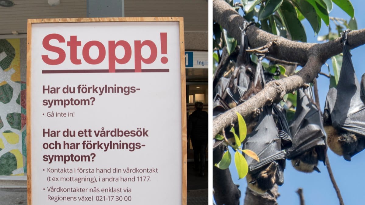 Det här är coronas ursprung.