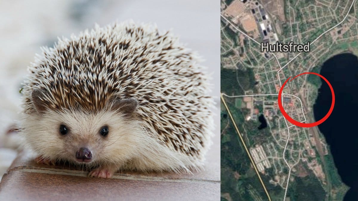 Igelkottar-sparkades-ihjal