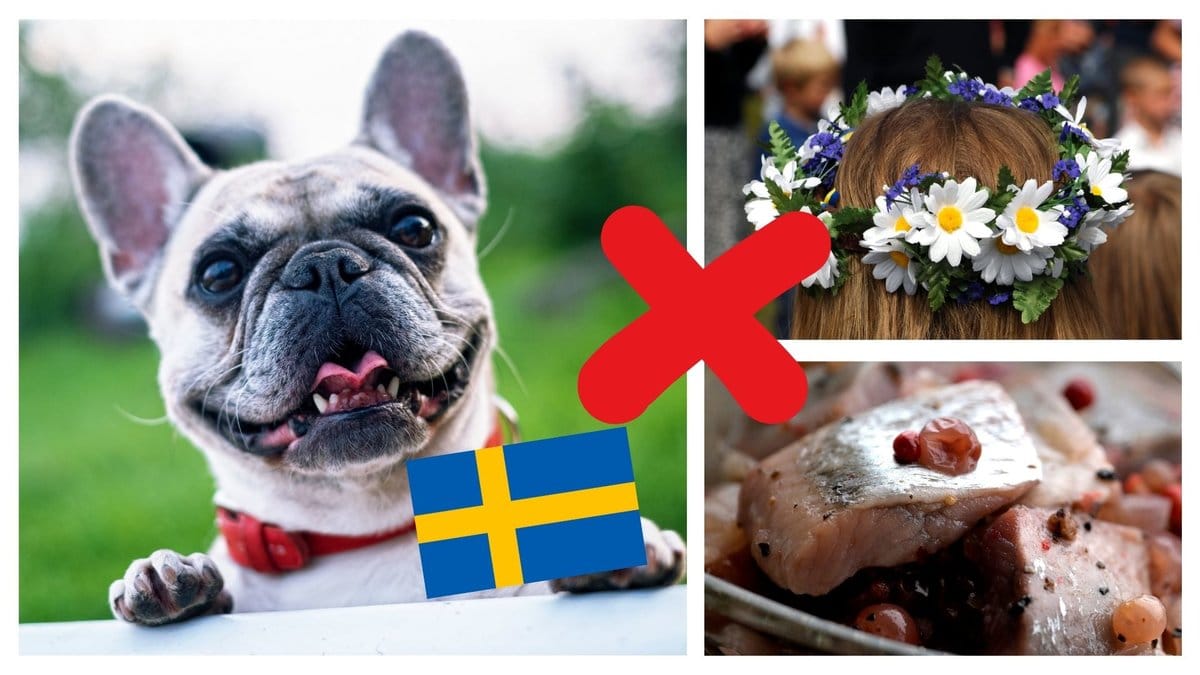 Se till att din hund inte gör dessa vanliga saker på midsommar.