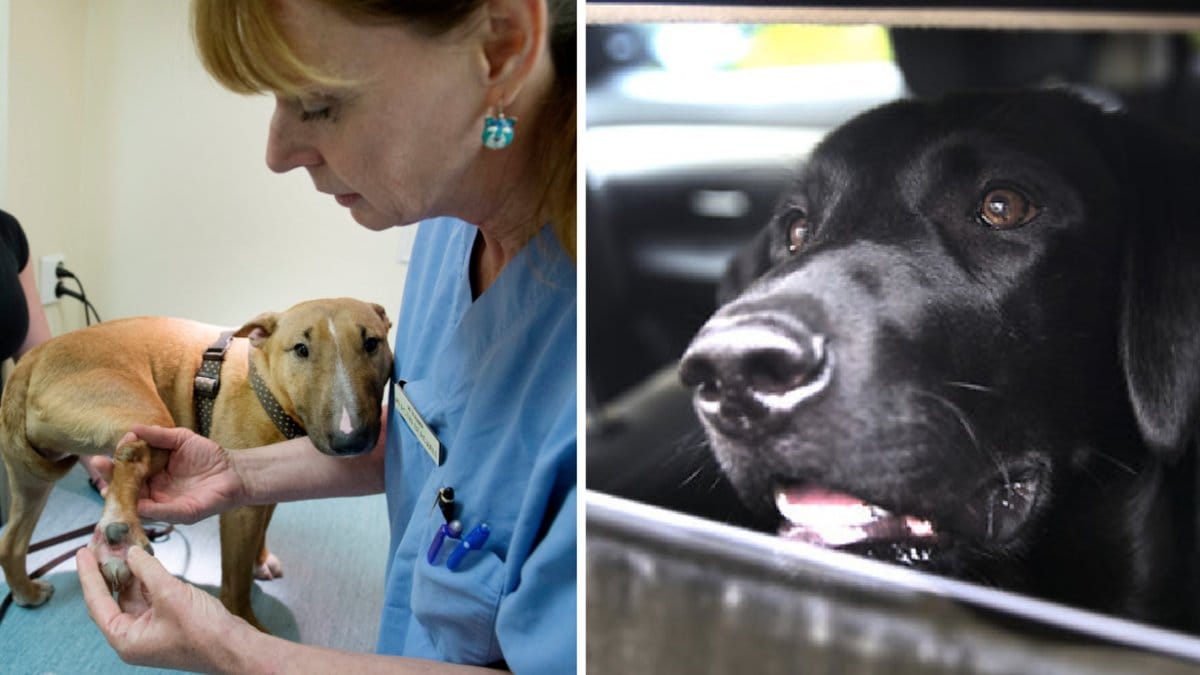 Hundar drabbas av värmeslag i hettan och i landet råder det brist om veterinärer.