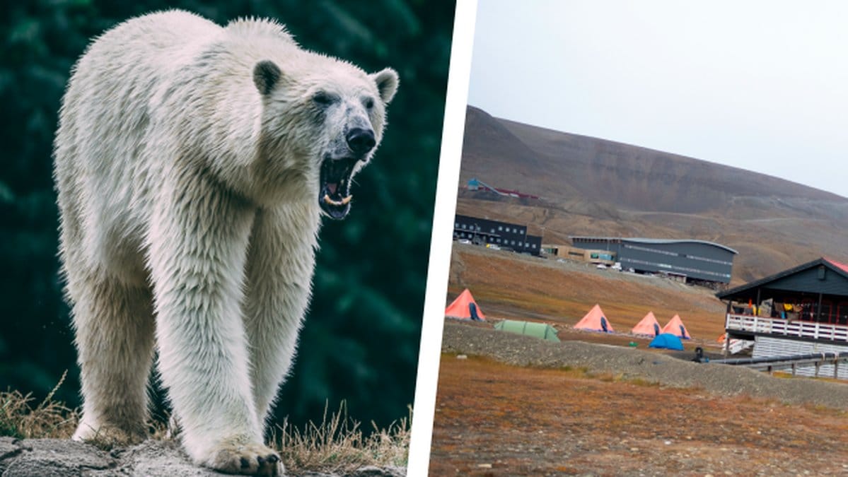Man-dodades-av-isbjorn-pa-Svalbard