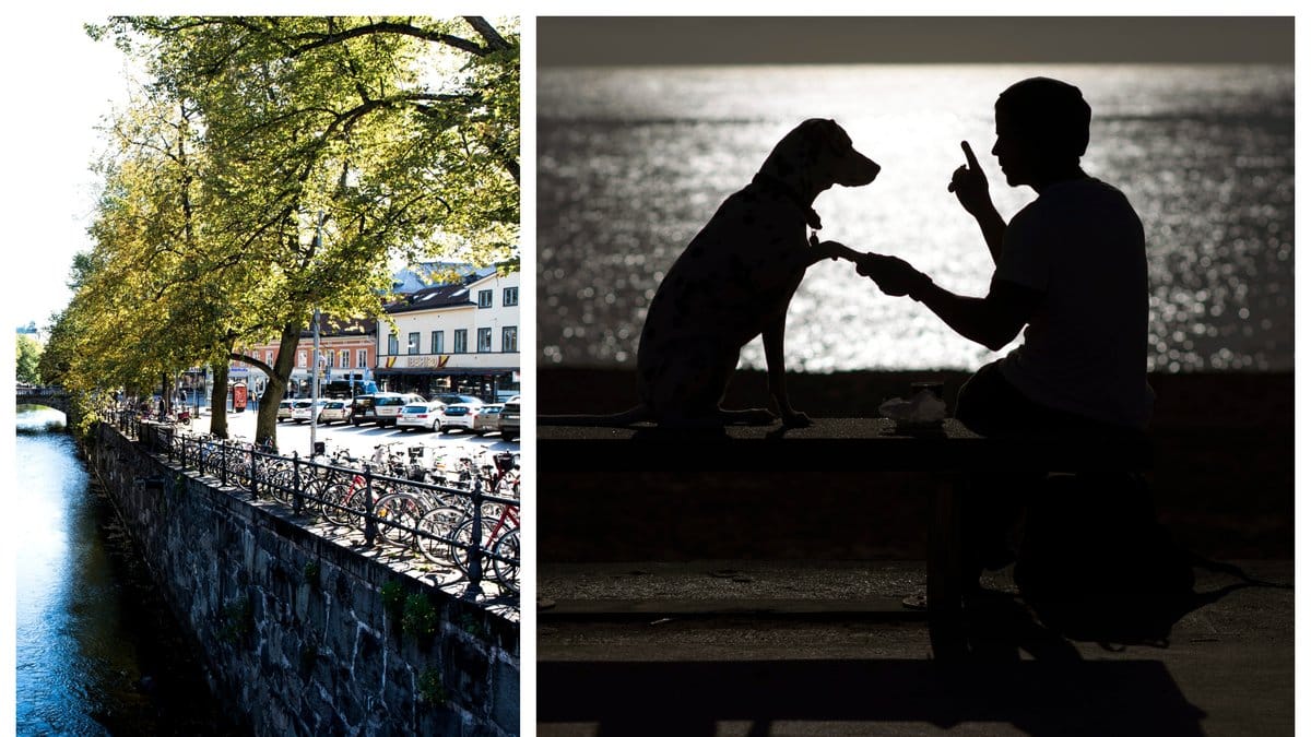 Uppsala kommun vill kunna bötfälla hundägare med okopplade hundar.