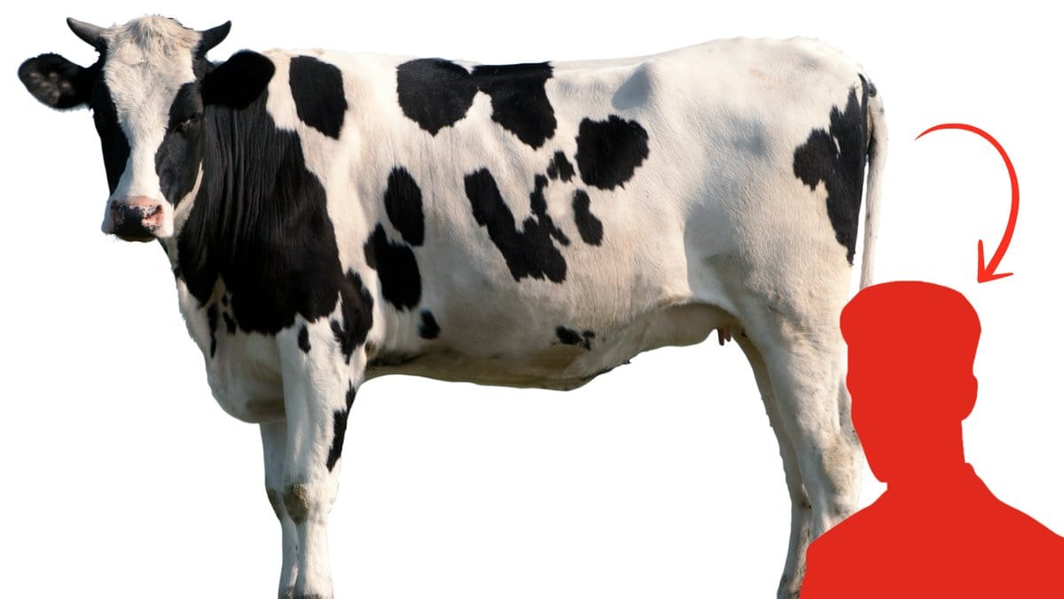 Flera-konssjukdomar-har-ursprung-i-djurriket