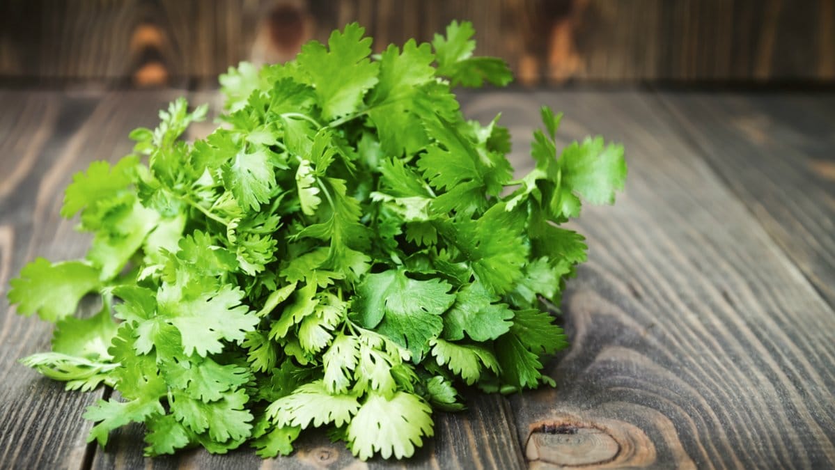 Om du avskyr koriander så kan det delvis bero på genetik.