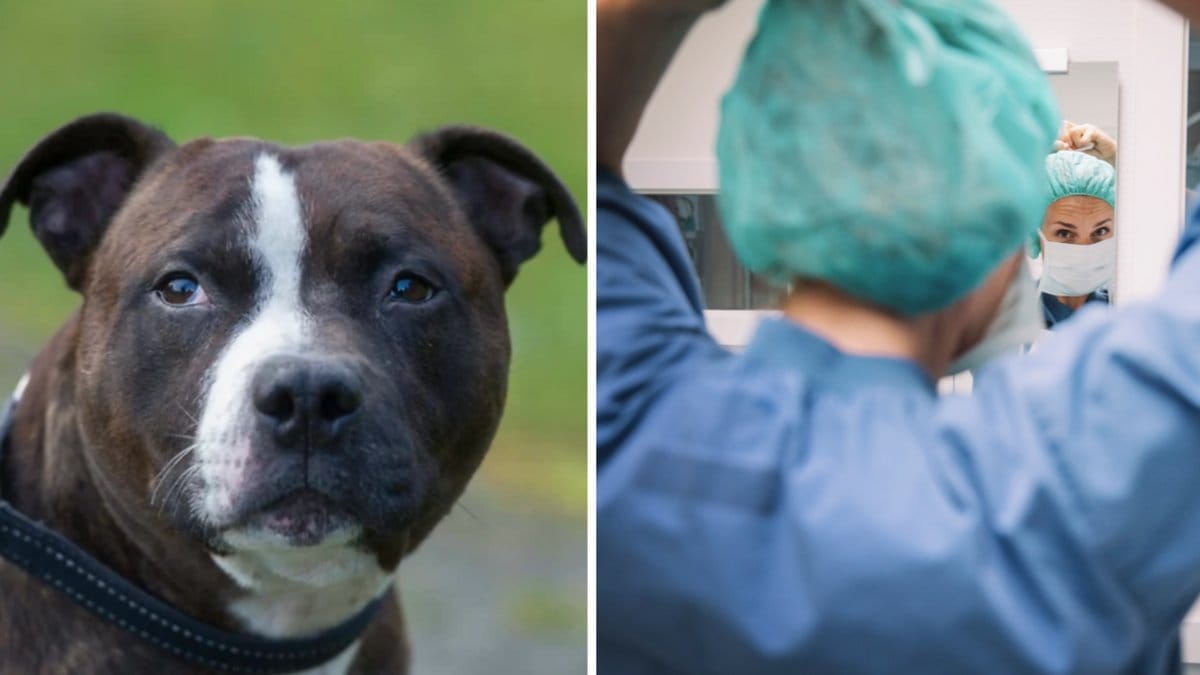 Länsveterinären tog beslutet att avliva amstaffen efter hundattacken.