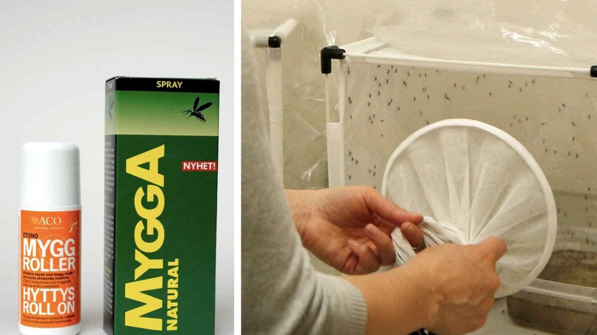 Ny dödlig mygga upptäckt i Sverige – orsakat dödsfall i Europa