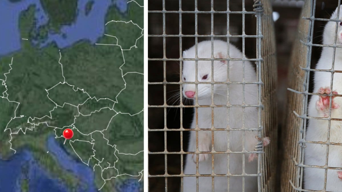 Muterade Cluster 5 sprids över Europa