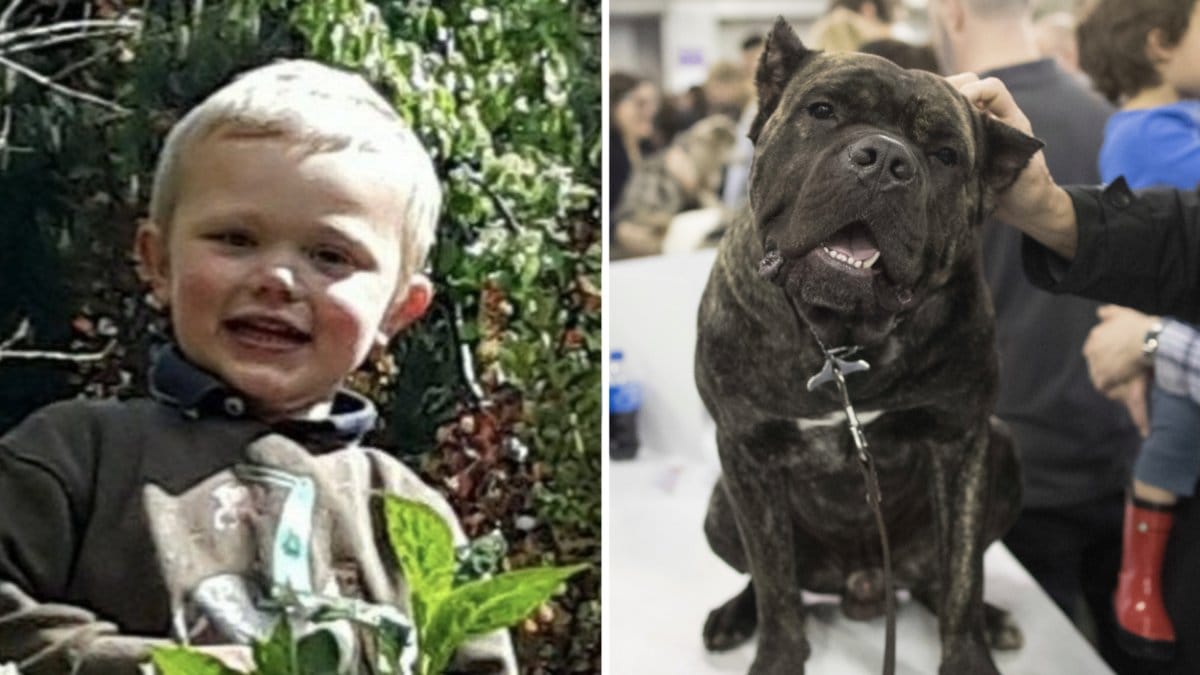 Pojke död efter hundattack