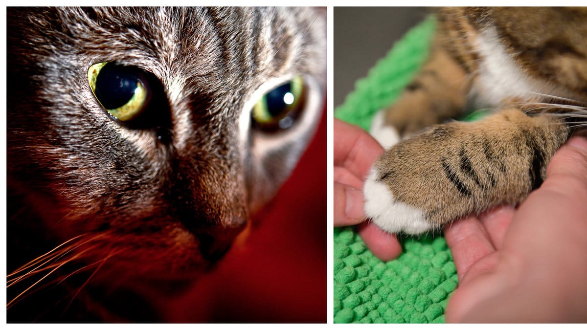 Katter har fått avlivas – efter sjukdomen.