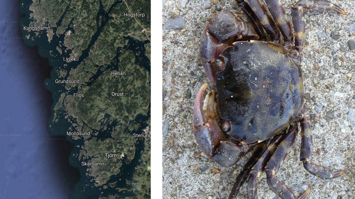 Blaskrabba-forokar-sig-snabbt-i-Sverige