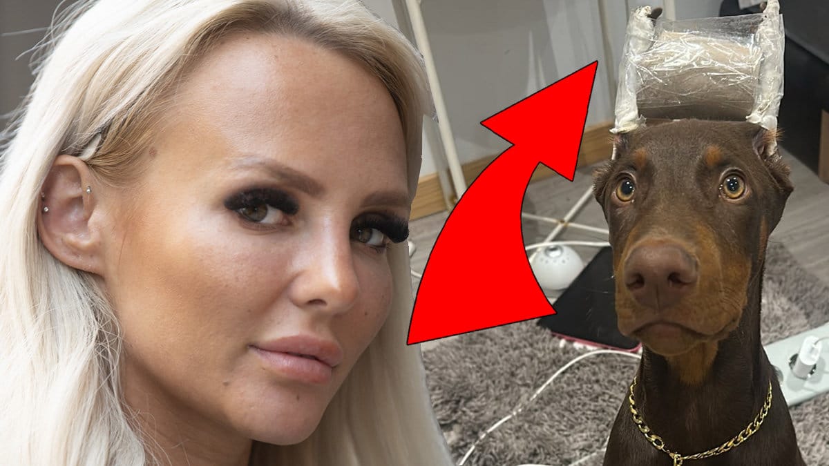 Paow har kuperat sin hund