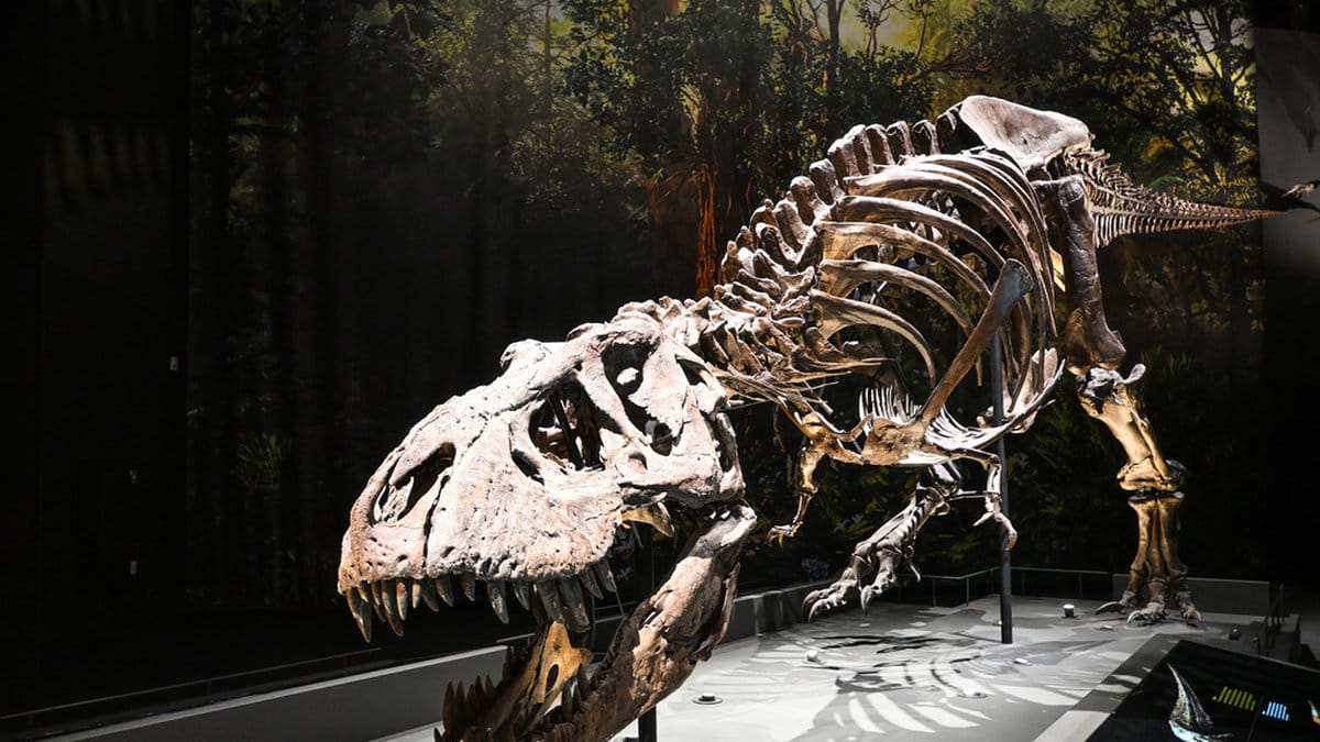 Skelett av en T-rex på muséum.