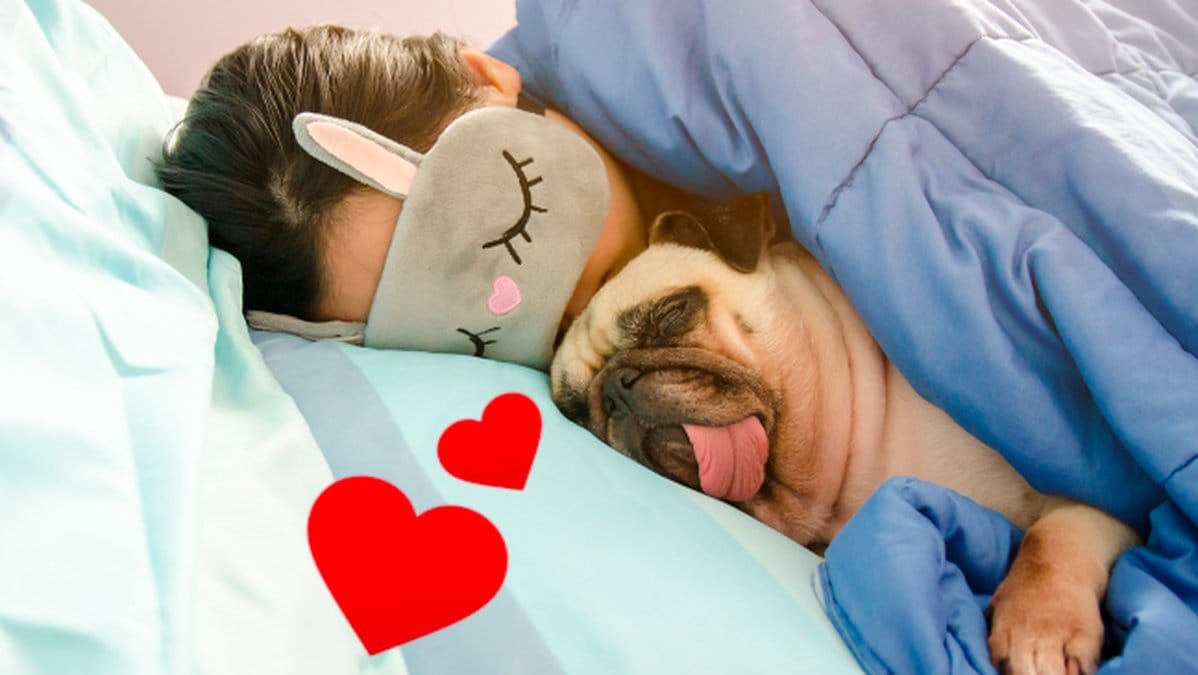 Darfor-sover-din-hund-med-dig