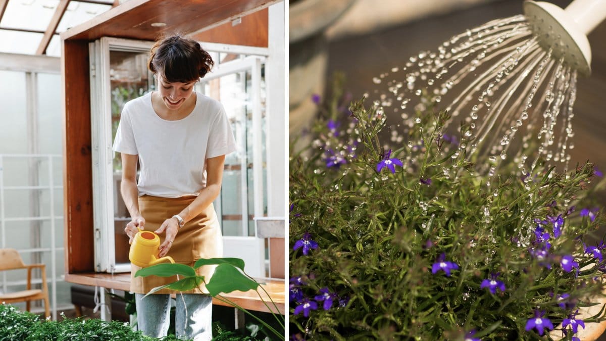 Så här odlar du med guldvatten.