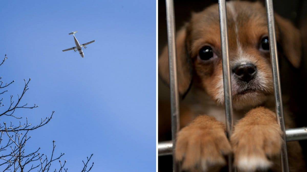 Flygplan kraschade med 53 hundar ombord.