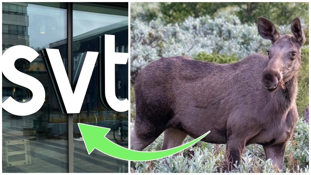 SVT:s logga och en älg. 