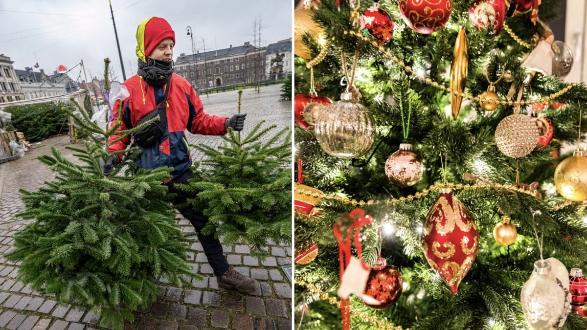 Julgranarna blir dyrare i år. 
