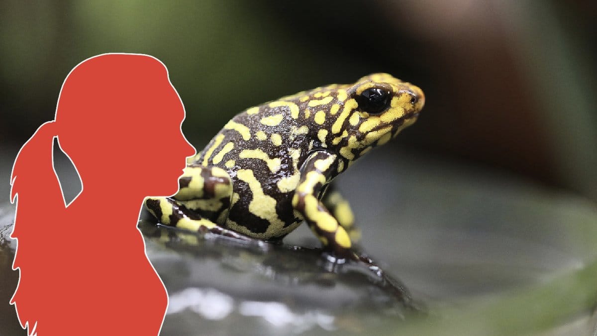 Pilgiftsgrodor är giftiga och ungefär fem centimeter långa.