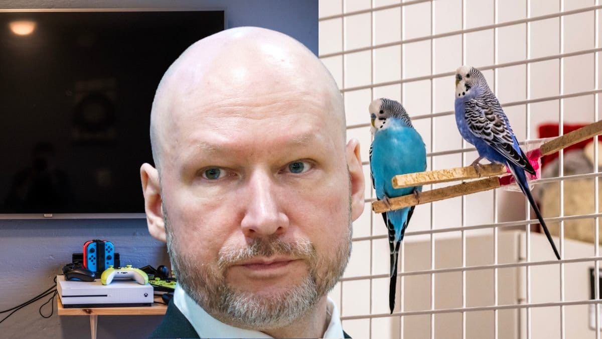 Breivik, undulater, tv med tv-spel