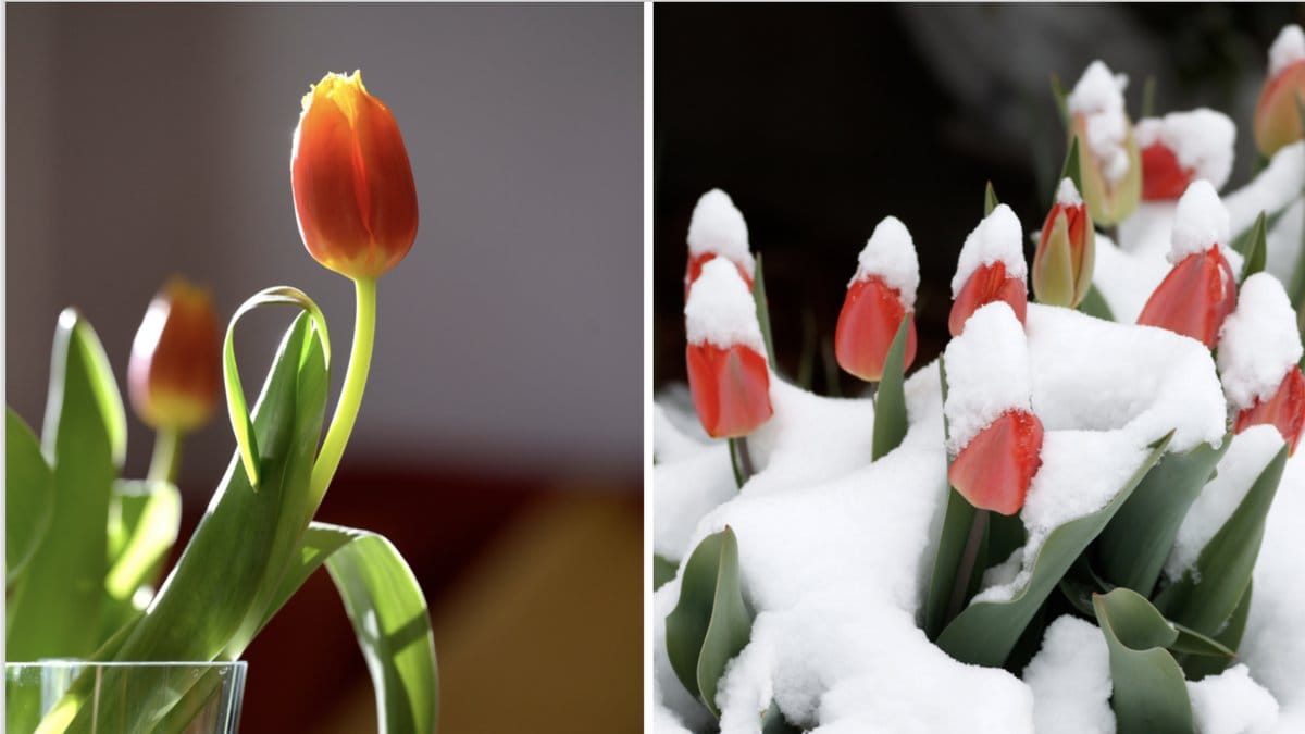 Så får dina utblommade tulpaner evigt liv – enkla knepet.