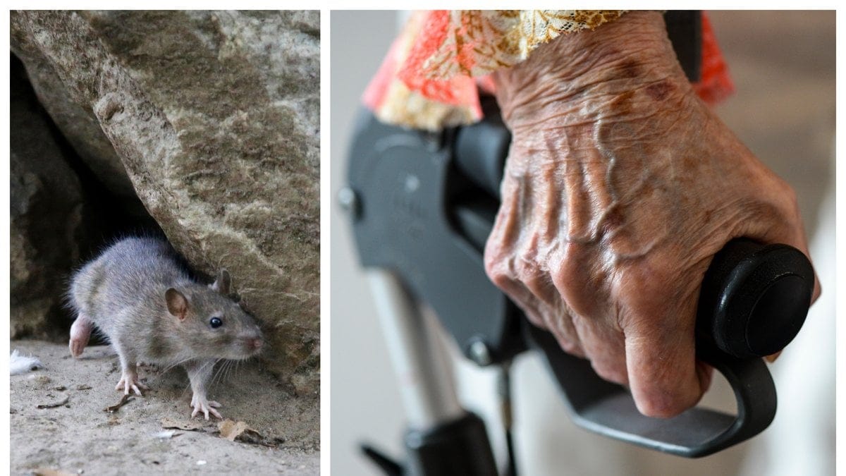 Råttan attackerade kvinnan när hon sov.