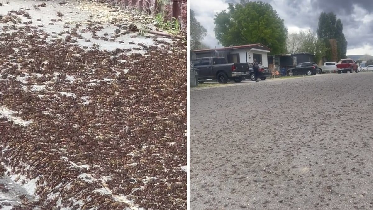Invånarnas rejäla chock – insekterna har tagit över hela staden