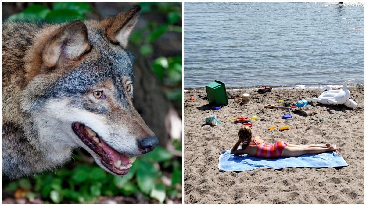 En varg och en flicka på en strand.
