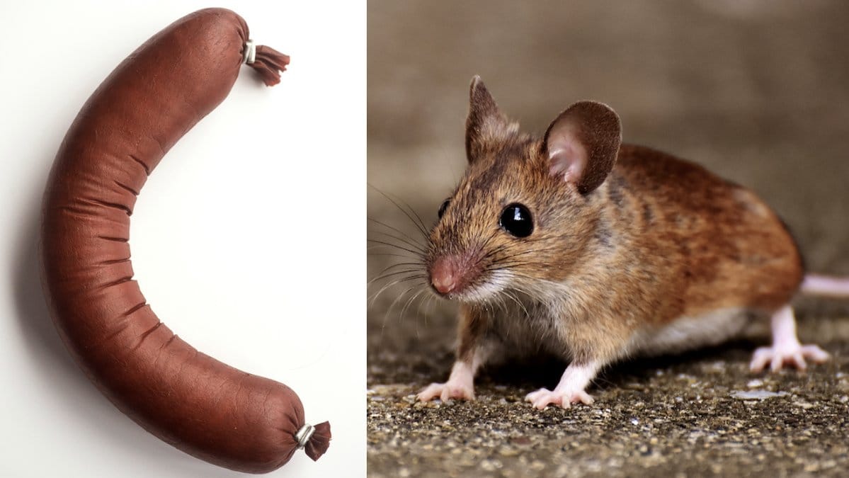 Musbajs-upptackt-pa-skolmat