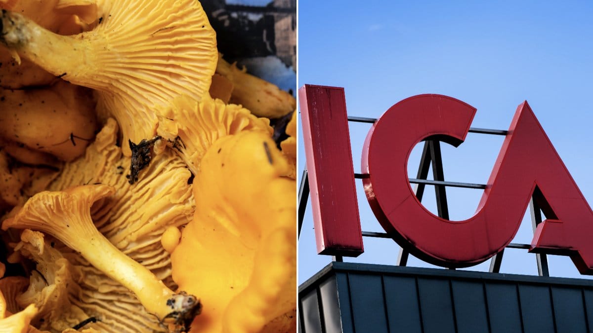 Skölja kantareller i vatten? Helt okej enligt Icas knep.