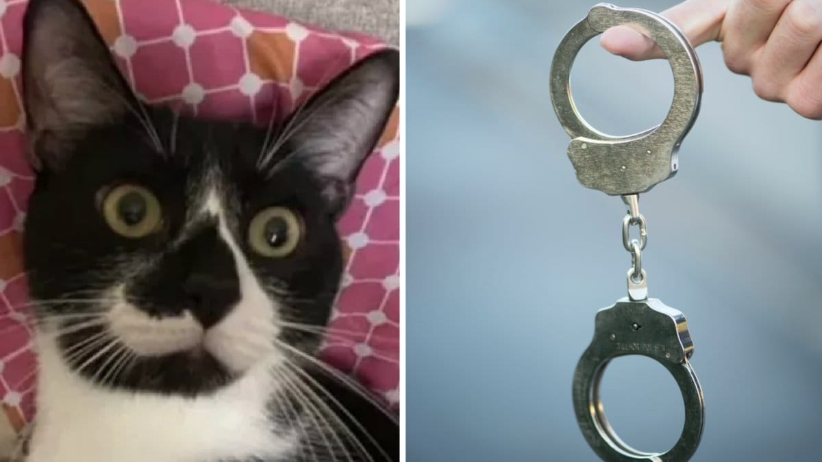 En rasande polis ska ha trampat på sin flickväns katt efter att den bajsat på golvet och orsakat dess traumatiska död.