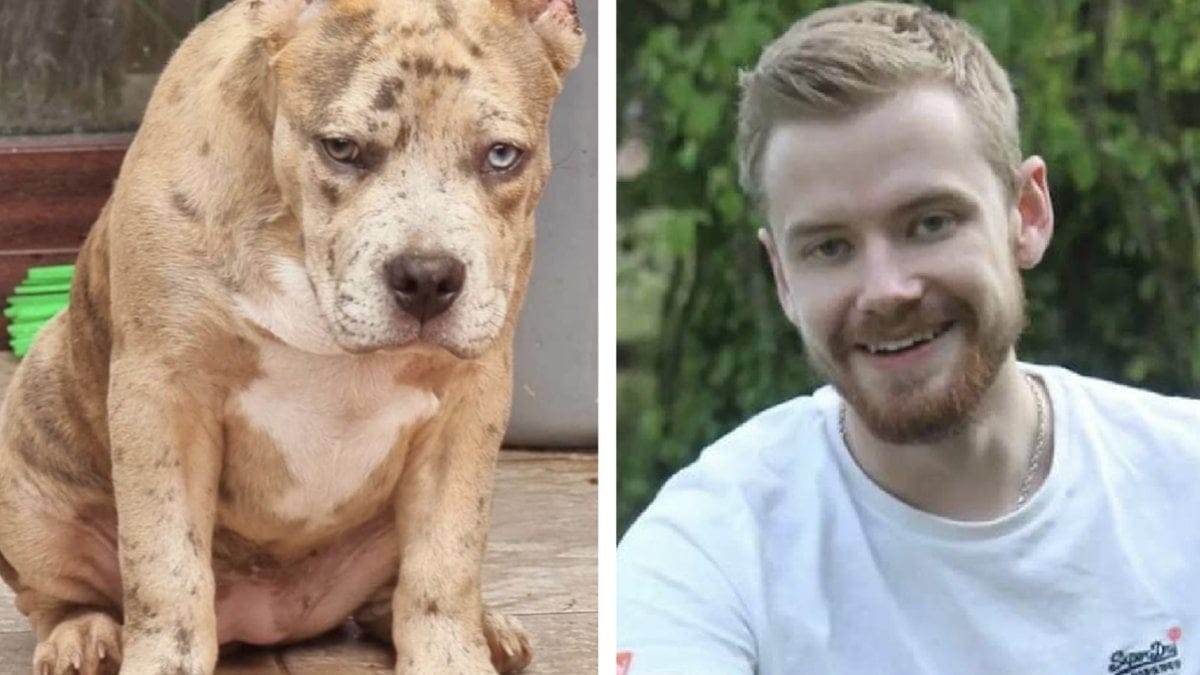 Filip Silvåkers hund Hazel blev stoppad i tullen och riskerar att avlivas.