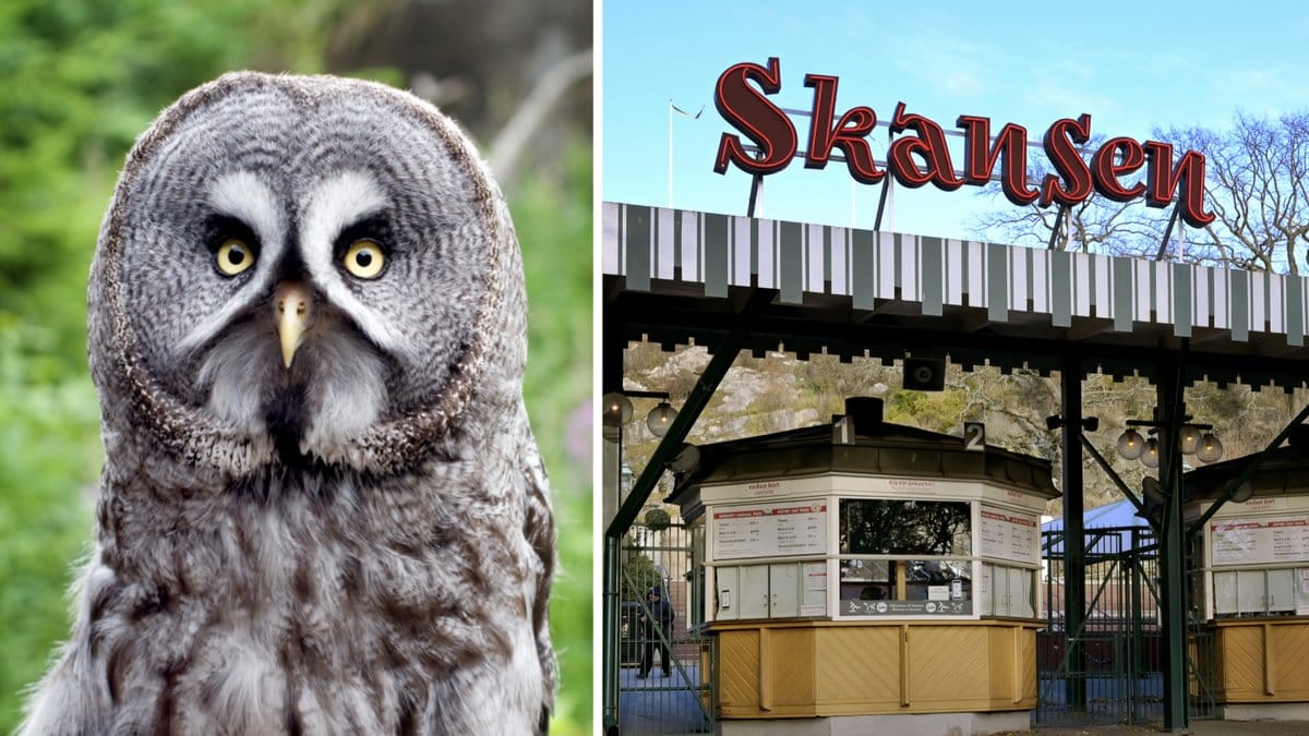 Skansens lappuggla Percy, 10, fortsatt på rymmen