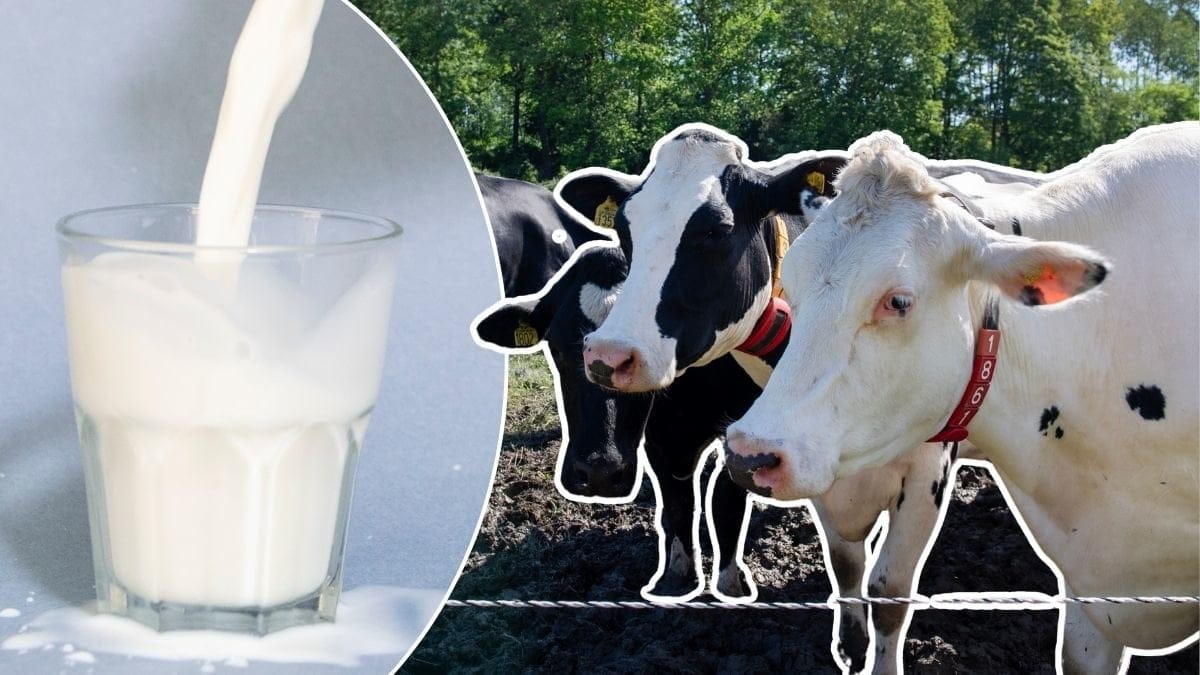 Bilder på mjölk i glas och kor.