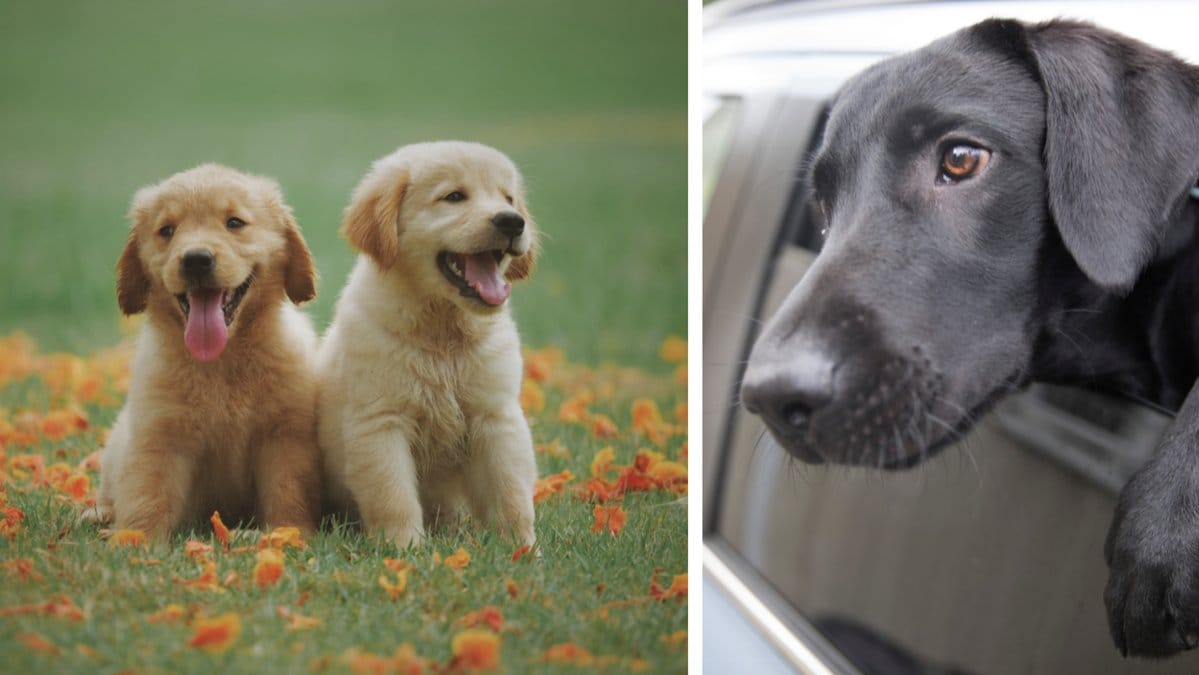 Tänk på din hund i värmen.