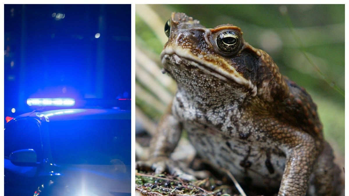 Bilderna är genrebilder.