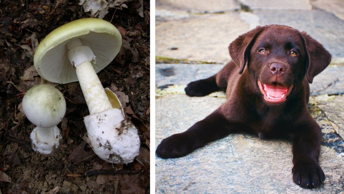 Lömsk flugsvamp är livsfarlig för hundar.