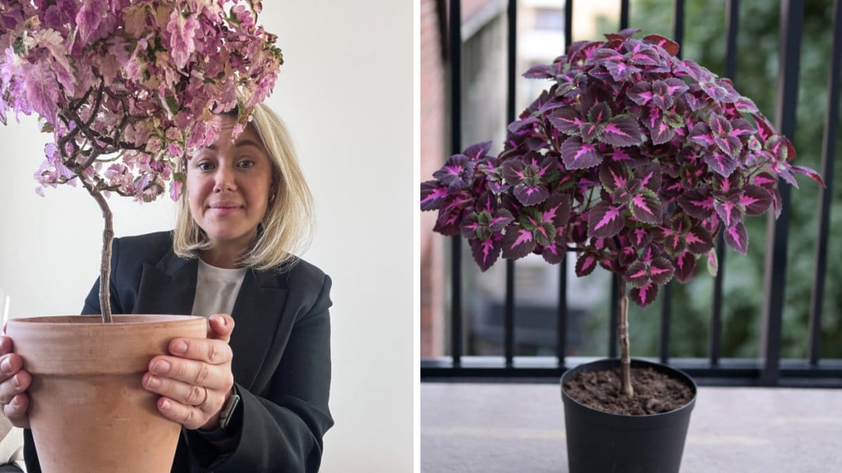 Emmy Häggkvist stammar upp palettblad till ett vackert träd.