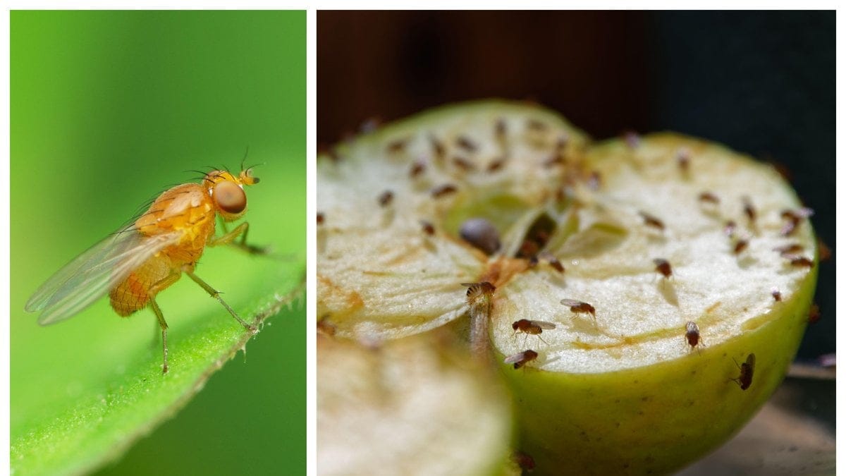 Hur får man bort bananflugorna i köket? Det finns en enkel fälla som kan göra under!