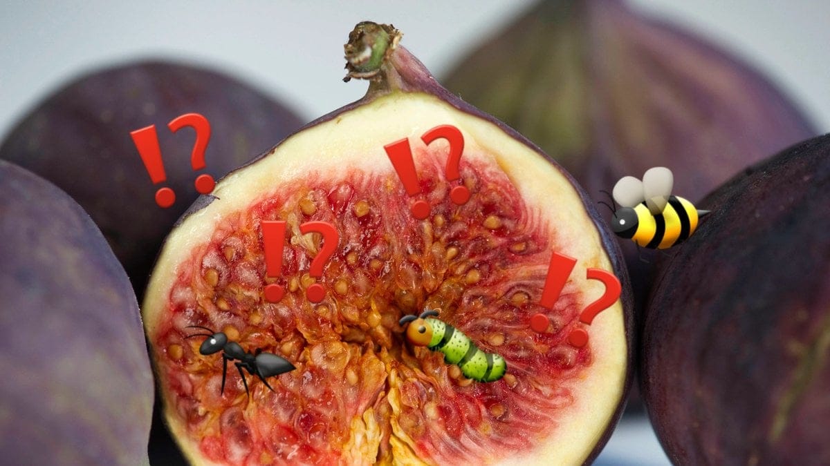 Insekter i fikon?