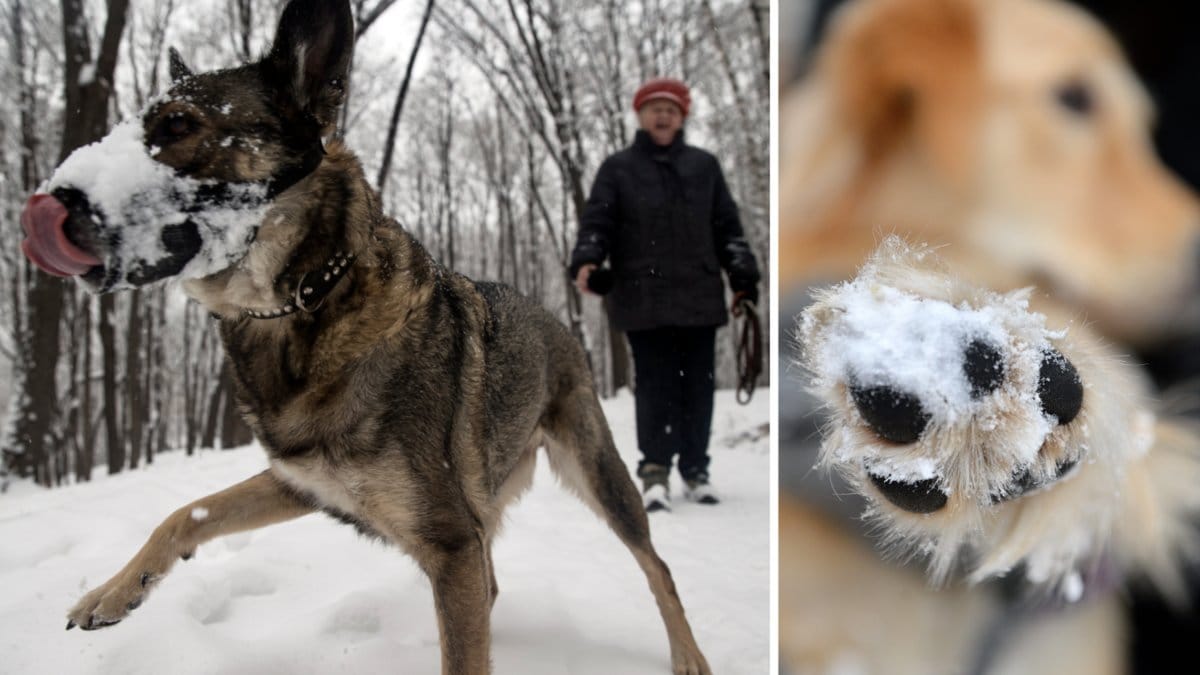 Faror för husdjur i vinter