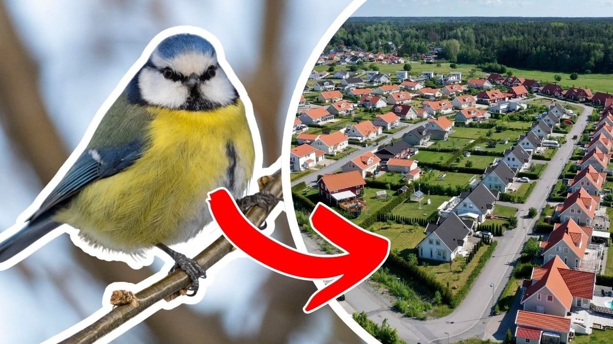 Blåmes och villaområde i Sverige