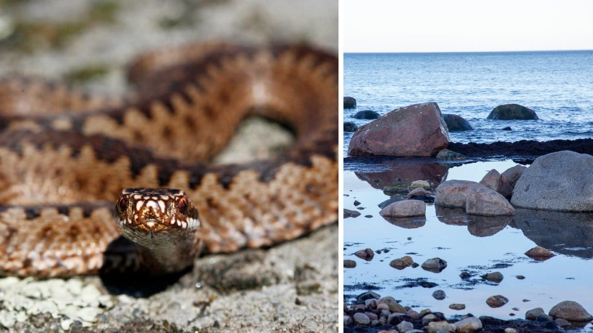 Bild på stenar i vattnet och en huggorm.