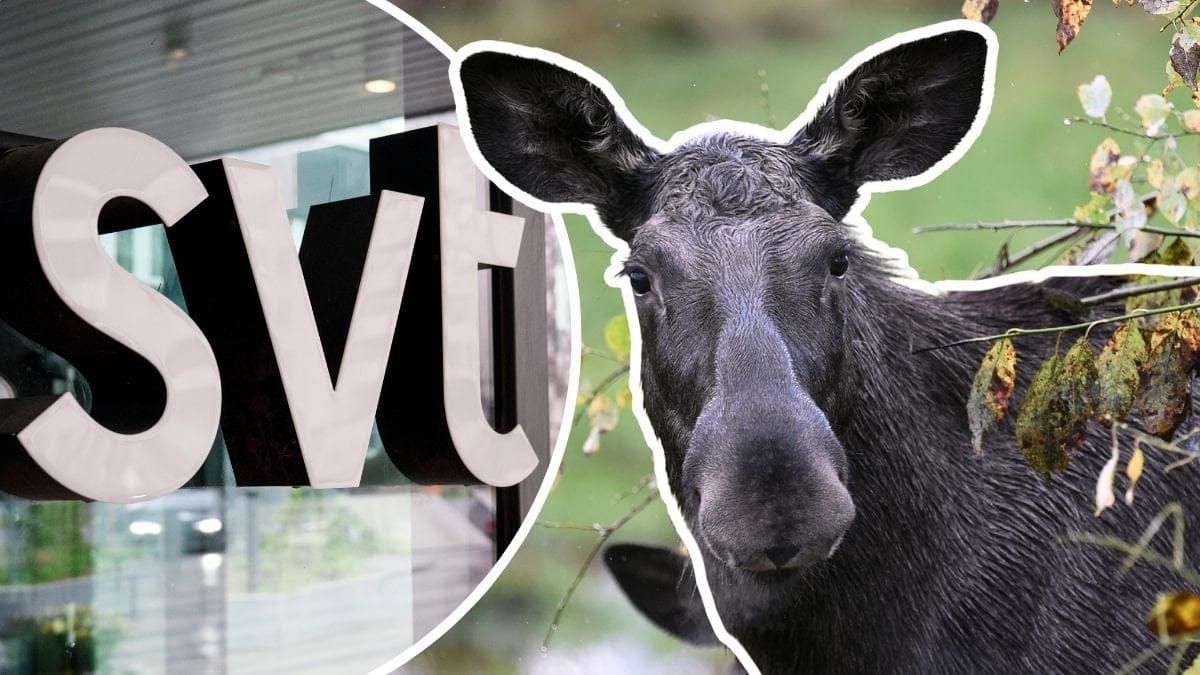 Bild på en älg och SVT:s logga.