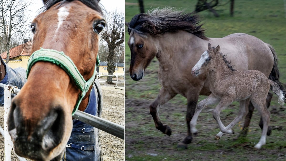 Har du koll på den nya hästlagen?