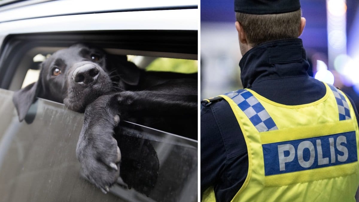 Det här ska du tänka på om du ser en hund i en varm bil. 