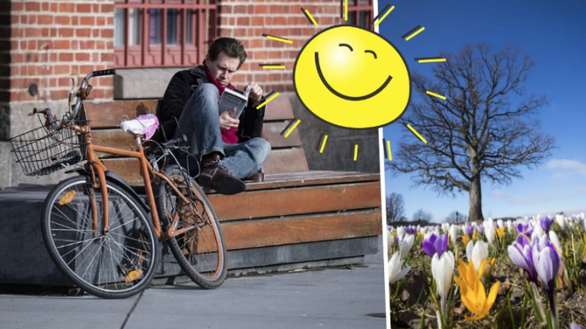 Kille läser bok på bänk, sol, träd med blommor