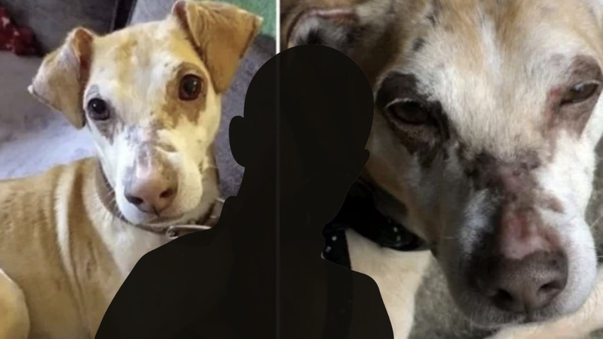 Merlin blev brutalt misshandlad och traumatiserad.